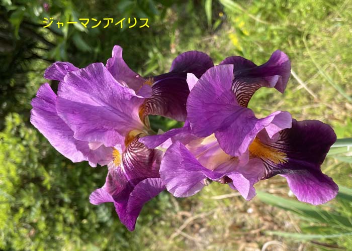 公式通販サイト - ファッション 通販 ジャーマンアイリス (うすむらさき) 漂い 3芽 花